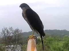 Accipiter virgatus
