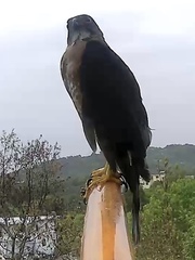 Accipiter virgatus