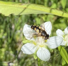 Helophilus obscurus