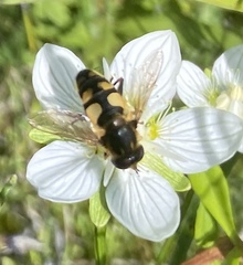 Helophilus obscurus