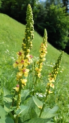 Verbascum alpinum