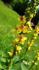 Verbascum alpinum