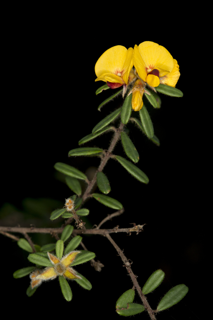 gibraltar range bush-pea