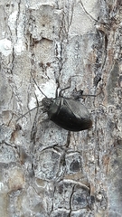 Antiteuchus tripterus