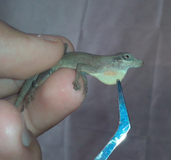 Anolis rodriguezii