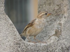 Passer domesticus