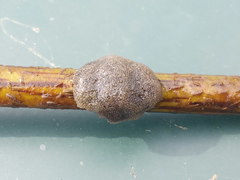Pectinatella