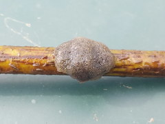 Pectinatella