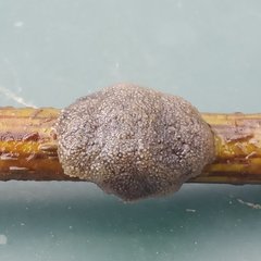 Pectinatella