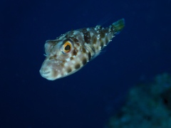 Sphoeroides marmoratus