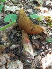 Neoboletus xanthopus