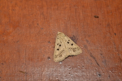 Herminodes atrosignata