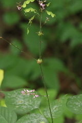 Neolasioptera desmodii