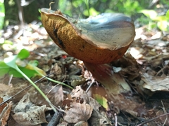 Neoboletus xanthopus