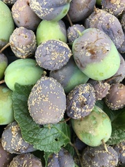 Monilinia