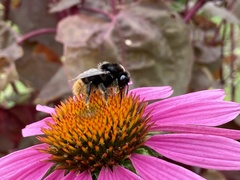 Bombus confusus