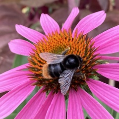 Bombus confusus