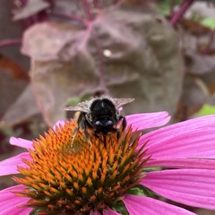 Bombus confusus