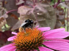 Bombus confusus