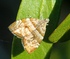 Choreutis periploca