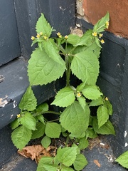 Galinsoga quadriradiata