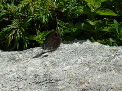Lasiommata petropolitana