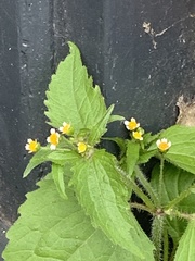 Galinsoga quadriradiata