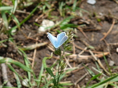 Polyommatus dorylas