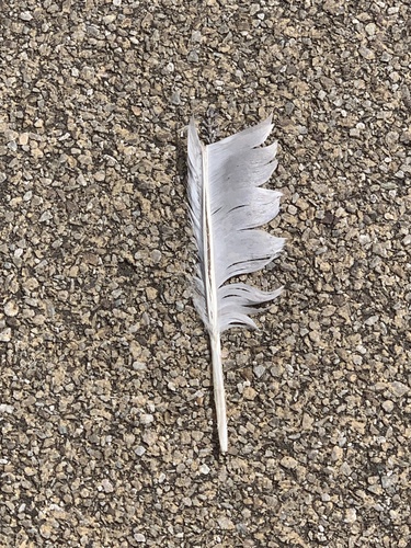 Plume de Cygne tuberculé