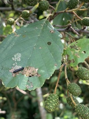 Agelastica alni