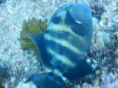 Pseudobalistes naufragium