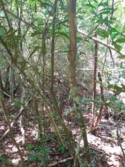 Hyperbaena winzerlingii