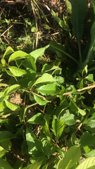 Handroanthus serratifolius
