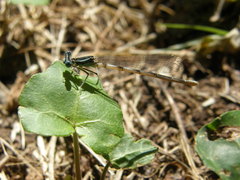 Platycnemis pennipes