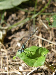 Platycnemis pennipes