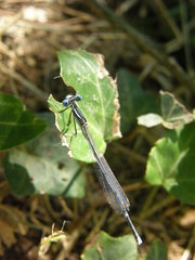 Platycnemis pennipes