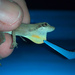 Rodriguez's Anole - Photo (c) Marcos Millan, some rights reserved (CC BY-NC-ND), uploaded by Marcos Millan