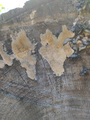 Fungi