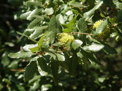 Quercus trojana