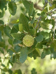 Quercus trojana