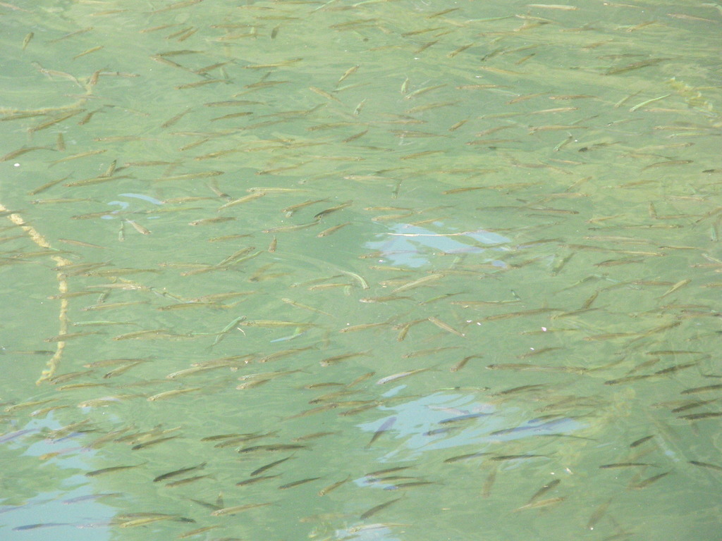 Squalius microlepis