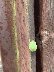 Palomena prasina