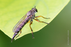 Neomochtherus pallipes