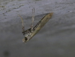 Caloptilia populetorum