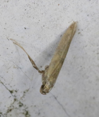 Caloptilia populetorum