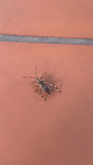 Leptoglossus occidentalis