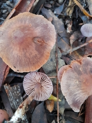 Thaxterogaster submagellanicus