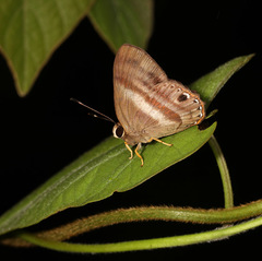 Euselasia melaphaea