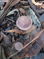 Thaxterogaster submagellanicus