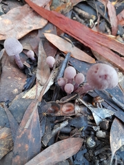 Thaxterogaster submagellanicus